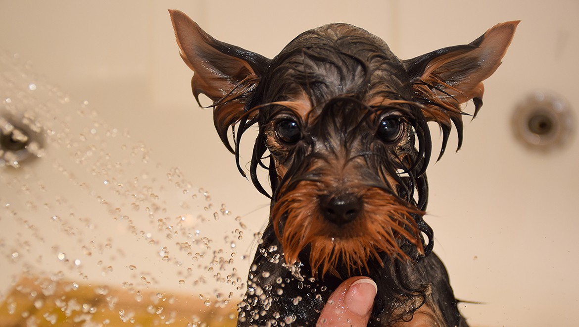 מתחת למקלחת: כלב רטוב נהנה כשהבעלים שלו מעניק לו טיפול ספא